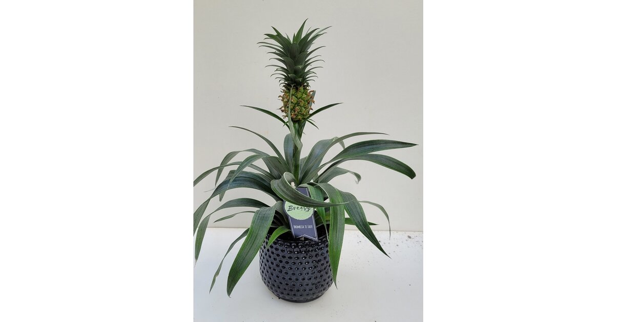 Ananas Plantes d'intérieur/Plantes vertes La Jardinerie de Pessicart — free download